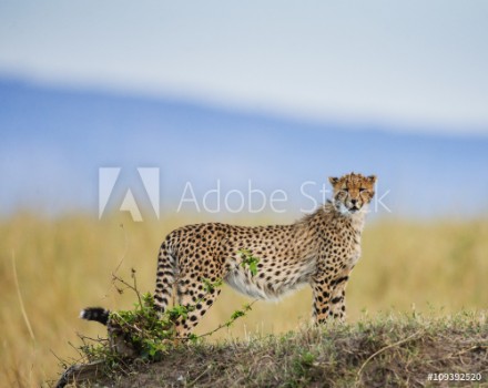 Bild på Cheetah in the savanna Kenya Tanzania Africa National Park Serengeti Maasai Mara An excellent illustration
